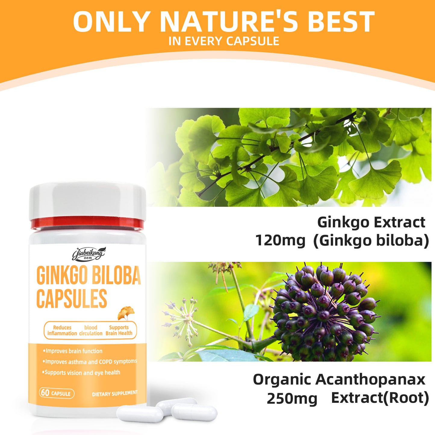 Jiabeikang Factory OEM ODM Custom Ready Stock Wholesale Brain Vision and Eye Health Herbal Supplement Ginkgo Biloba Capsules