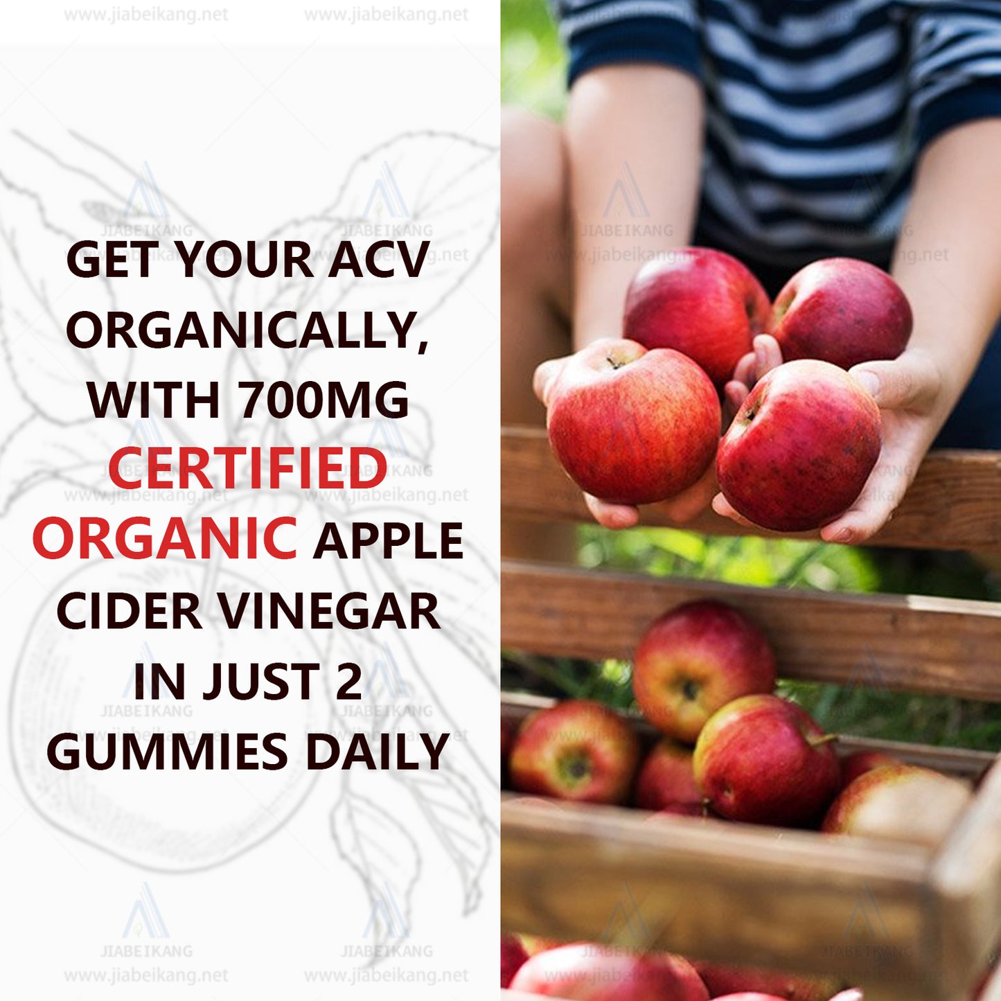 Apple Cider Vinegar Natural Plant Extract Burn Fat Product health care supplement Detox Gummies Candy